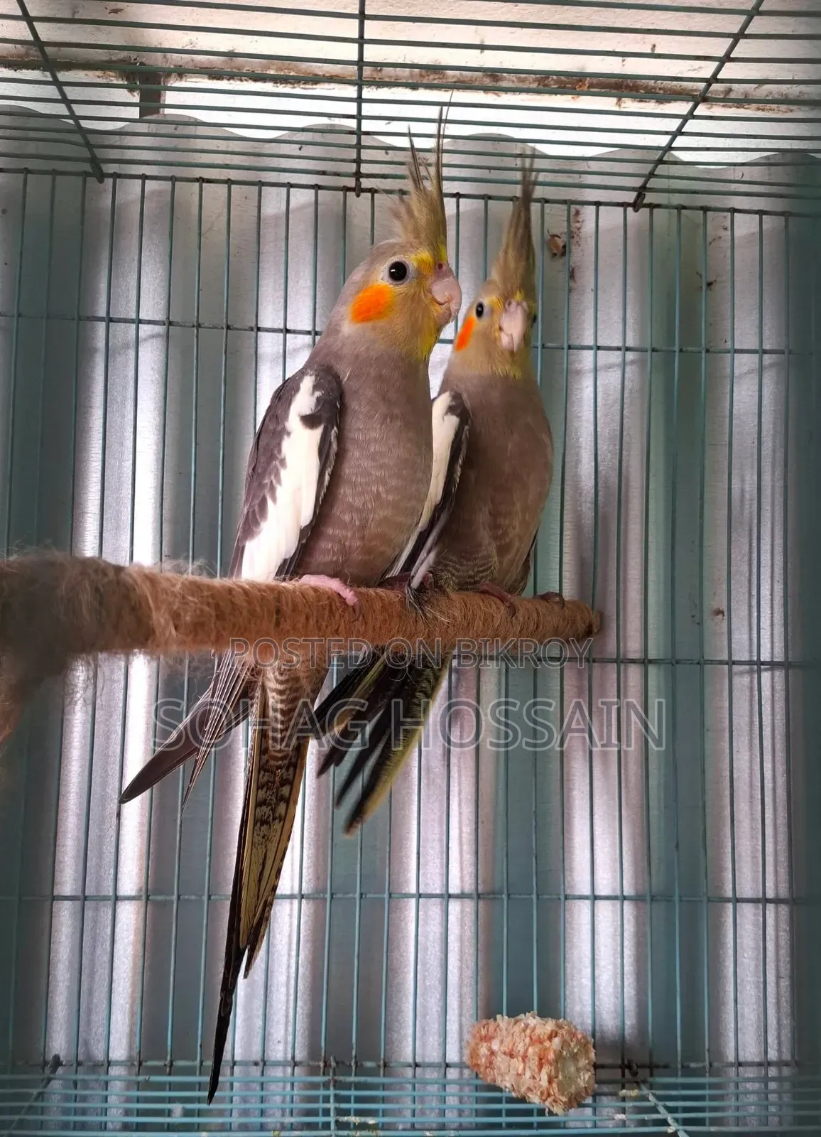 কোকাটেল পাখি