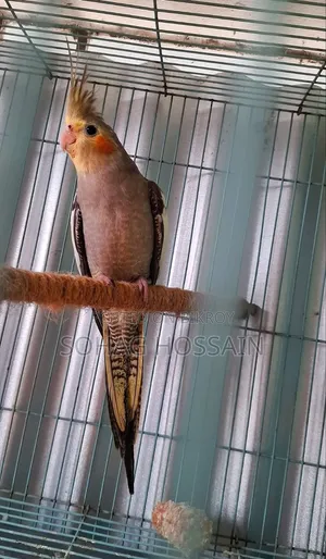 কোকাটেল পাখি