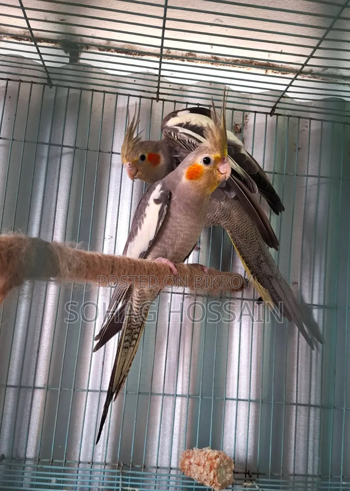কোকাটেল পাখি