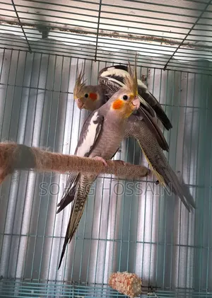 কোকাটেল পাখি