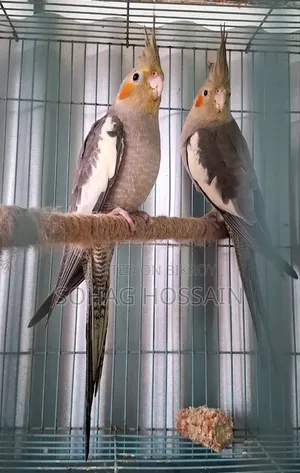 কোকাটেল পাখি
