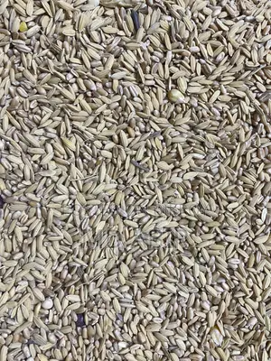 ধান গম মিক্সিং কবুতরের খাবার