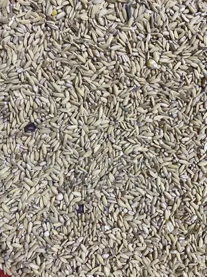 ধান গম মিক্সিং কবুতরের খাবার