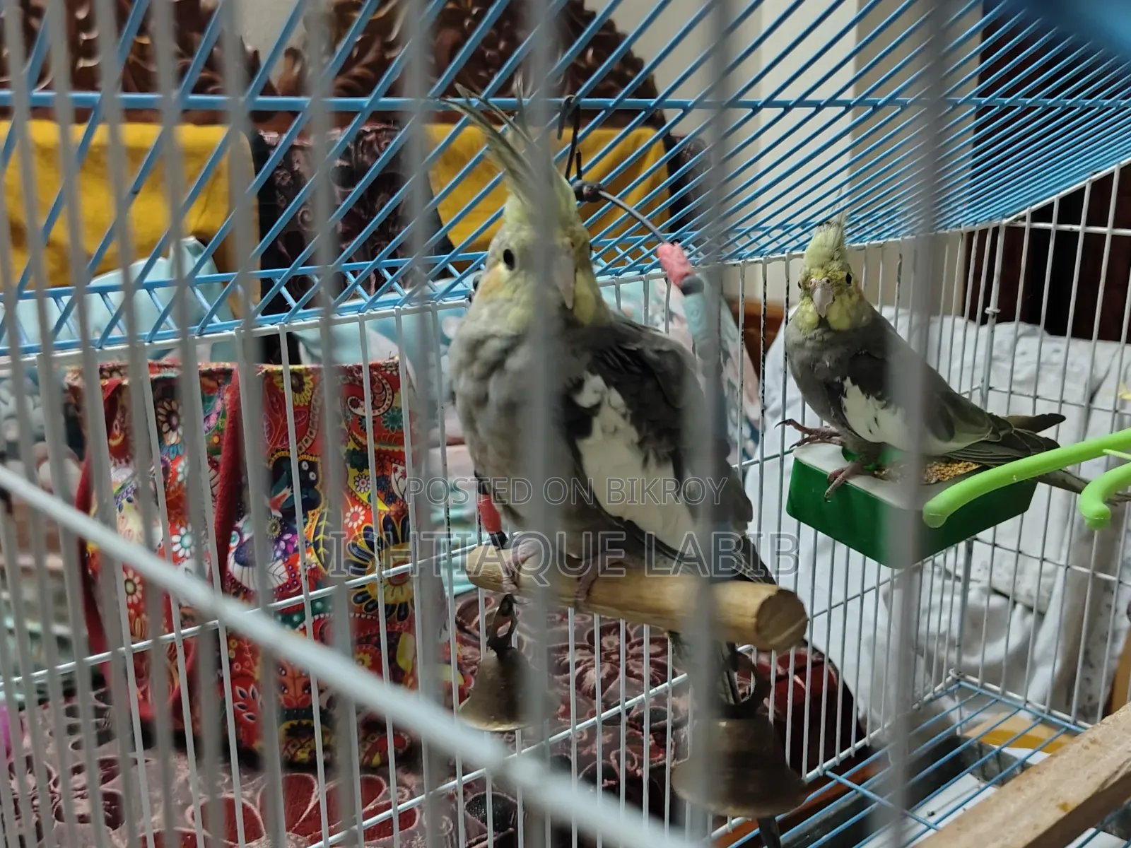 এডাল্ট ককাটেল বার্ড