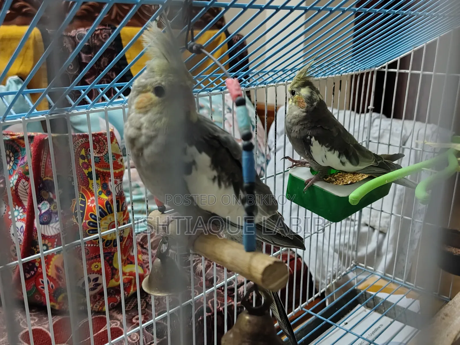 এডাল্ট ককাটেল বার্ড