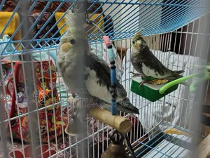 এডাল্ট ককাটেল বার্ড