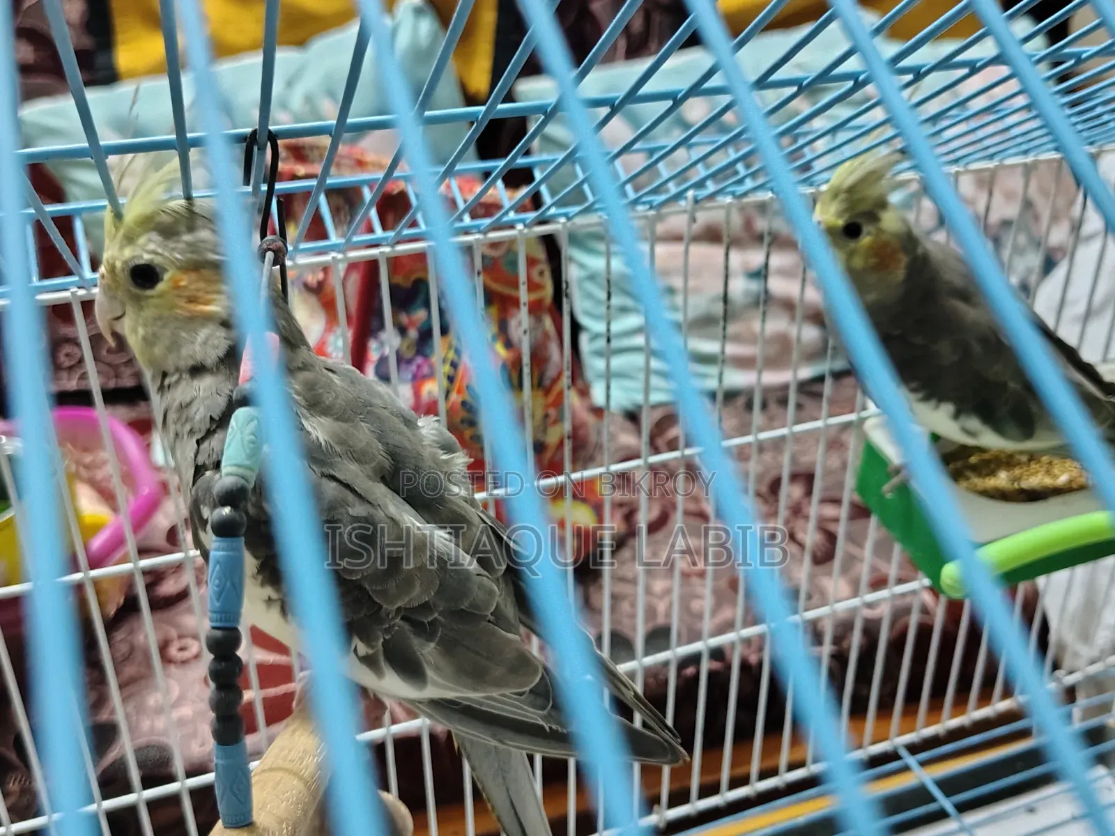 এডাল্ট ককাটেল বার্ড