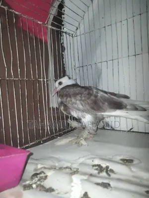 A Good Quality Pigeon