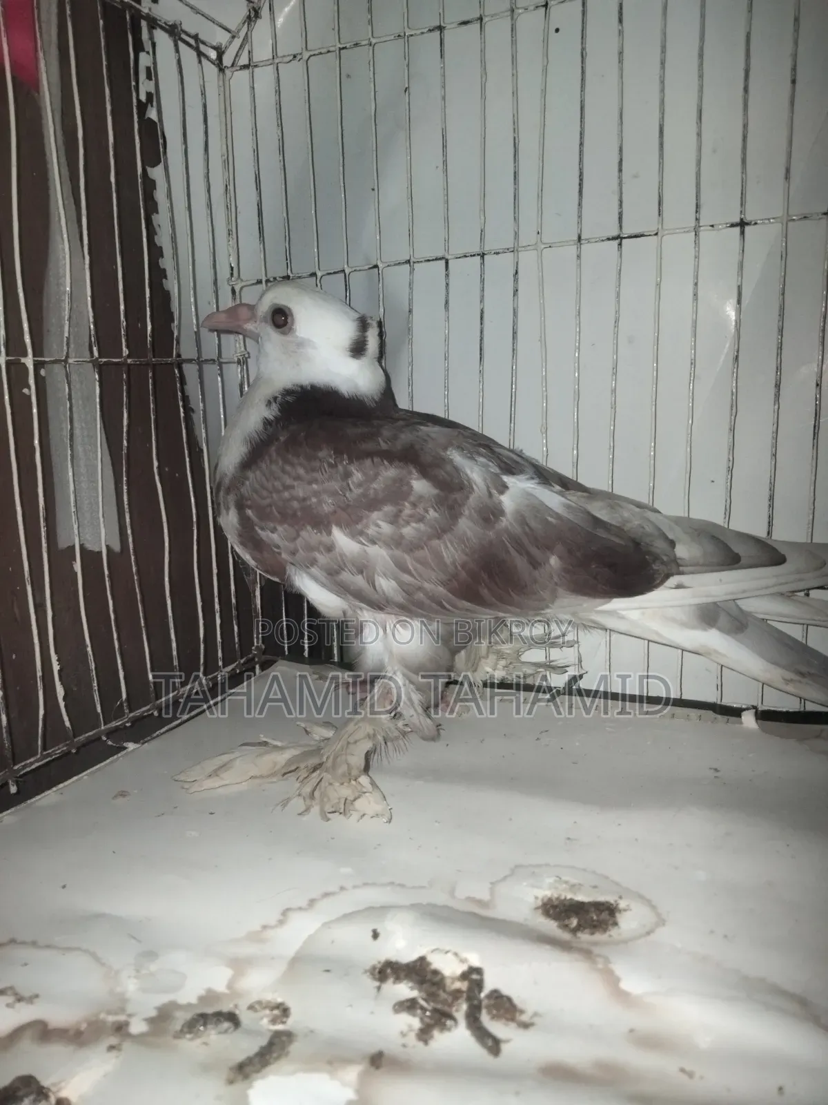 A Good Quality Pigeon