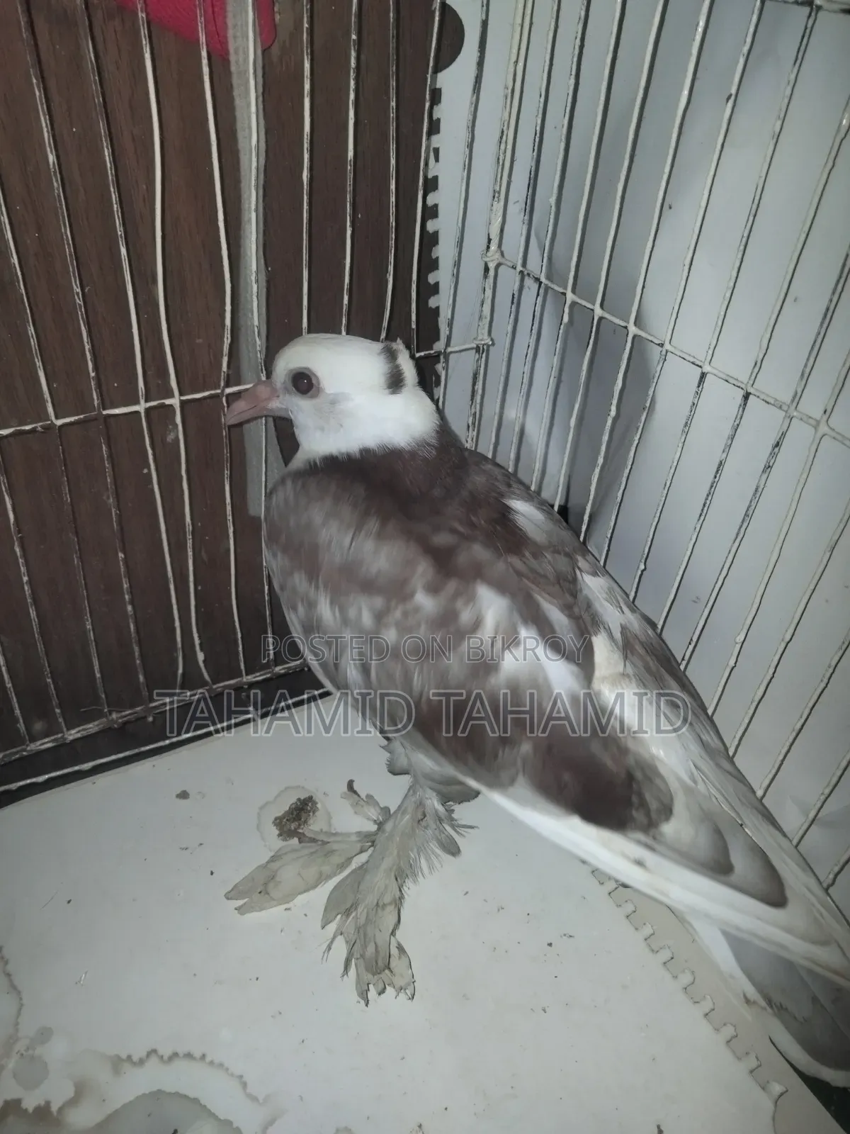 A Good Quality Pigeon