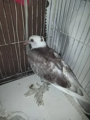 A Good Quality Pigeon