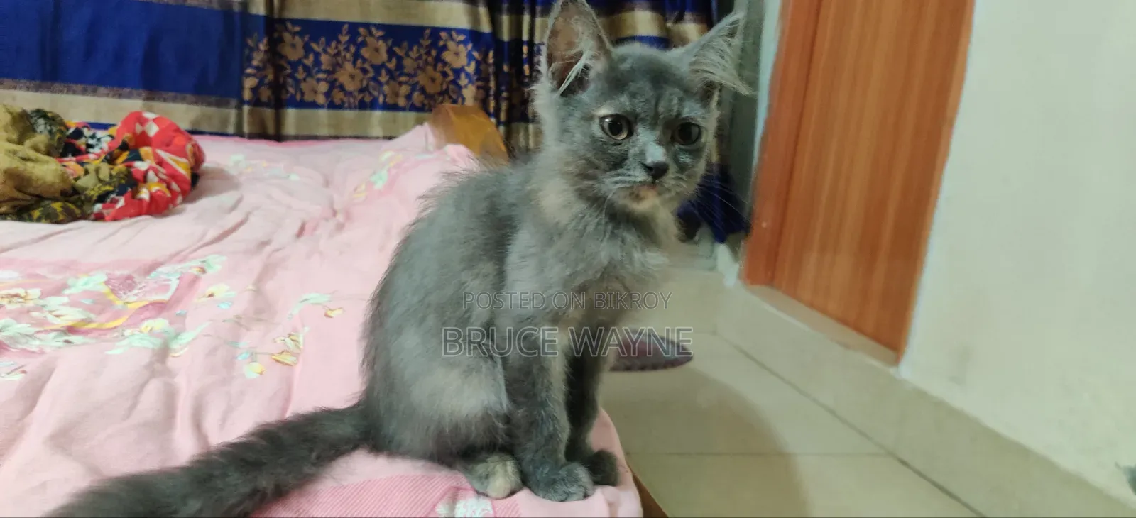 ১-৩ মাসের মেয়ে মিক্সড ব্রিড পারসিয়ান