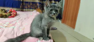 ১-৩ মাসের মেয়ে মিক্সড ব্রিড পারসিয়ান