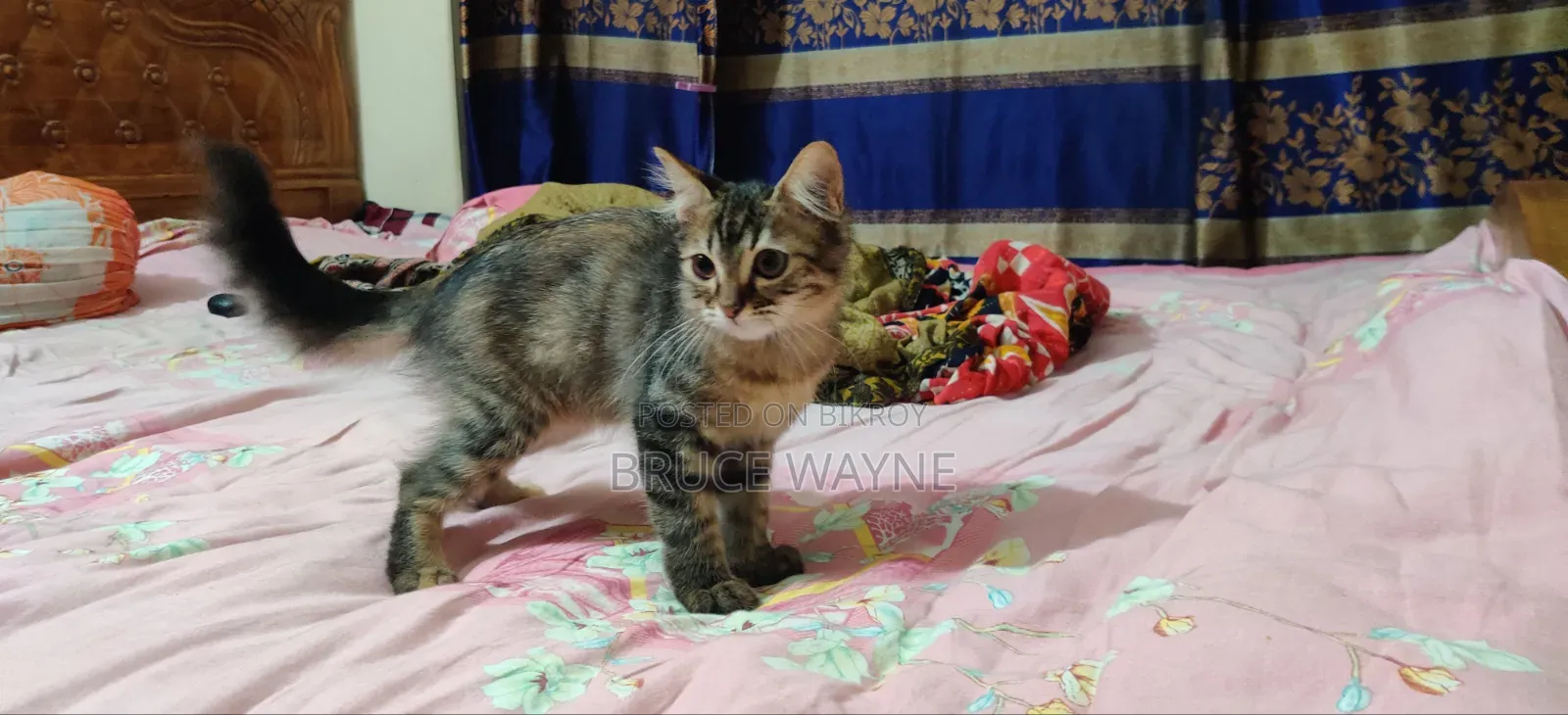১-৩ মাসের মেয়ে মিক্সড ব্রিড পারসিয়ান