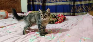 ১-৩ মাসের মেয়ে মিক্সড ব্রিড পারসিয়ান