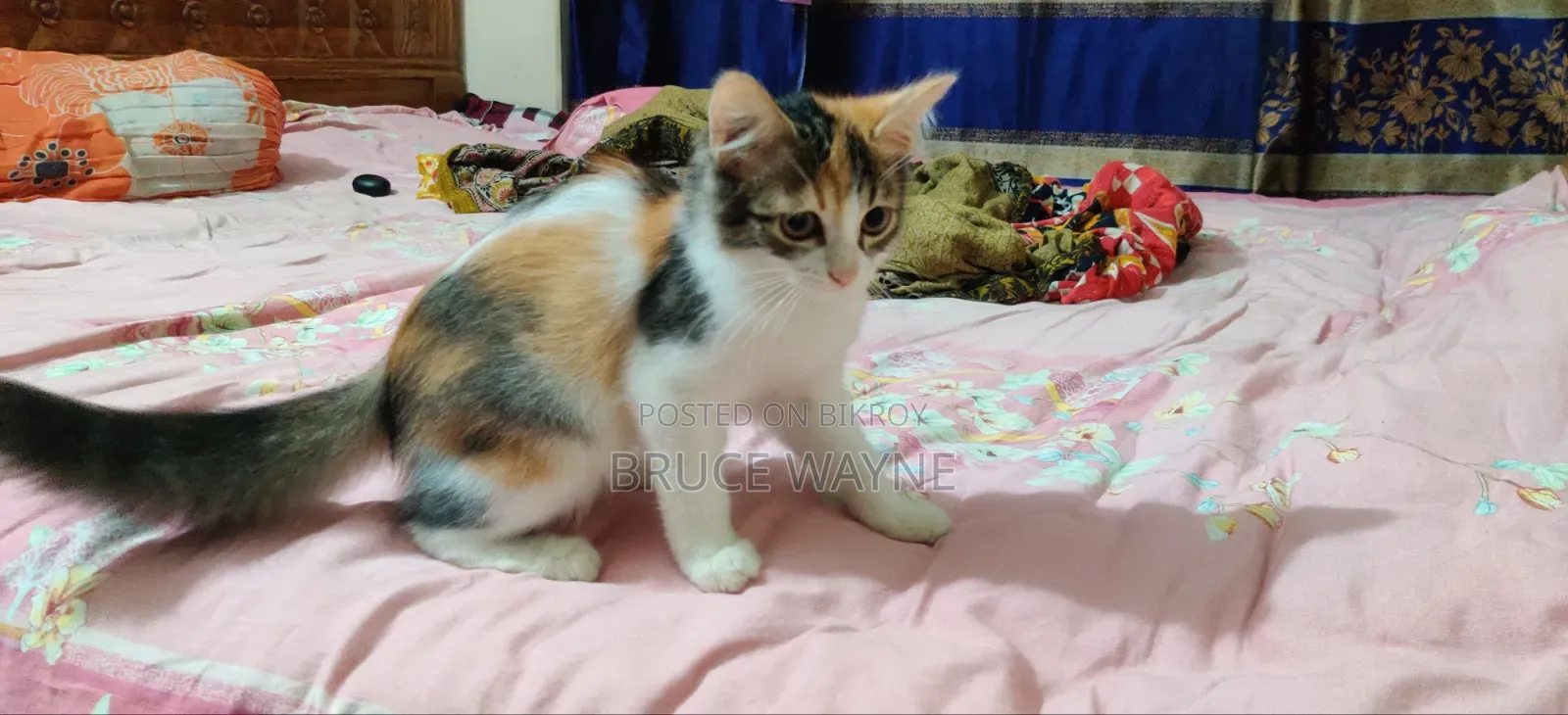 ১-৩ মাসের মেয়ে মিক্সড ব্রিড পারসিয়ান