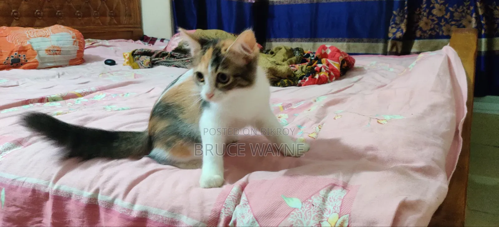 ১-৩ মাসের মেয়ে মিক্সড ব্রিড পারসিয়ান