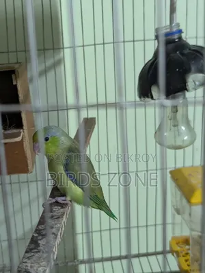 ফরপাস নতুন প্রাপ্তবয়স্ক পুরুষ