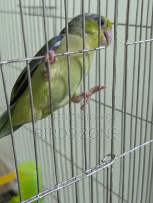 ফরপাস নতুন প্রাপ্তবয়স্ক পুরুষ