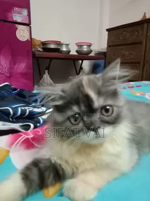 ১-৩ মাস বয়সী ফিমেল পিওরব্রেড পার্সিয়ান