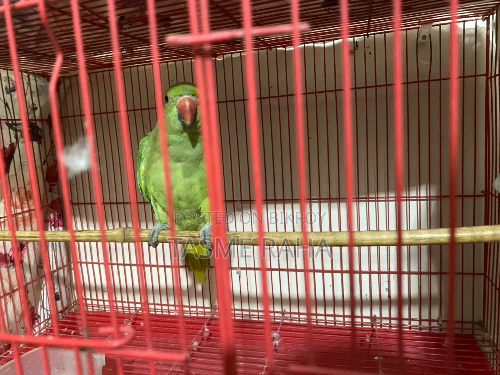 টিয়া পাখি