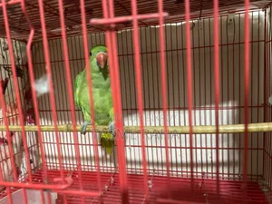 টিয়া পাখি
