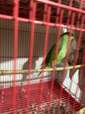 টিয়া পাখি