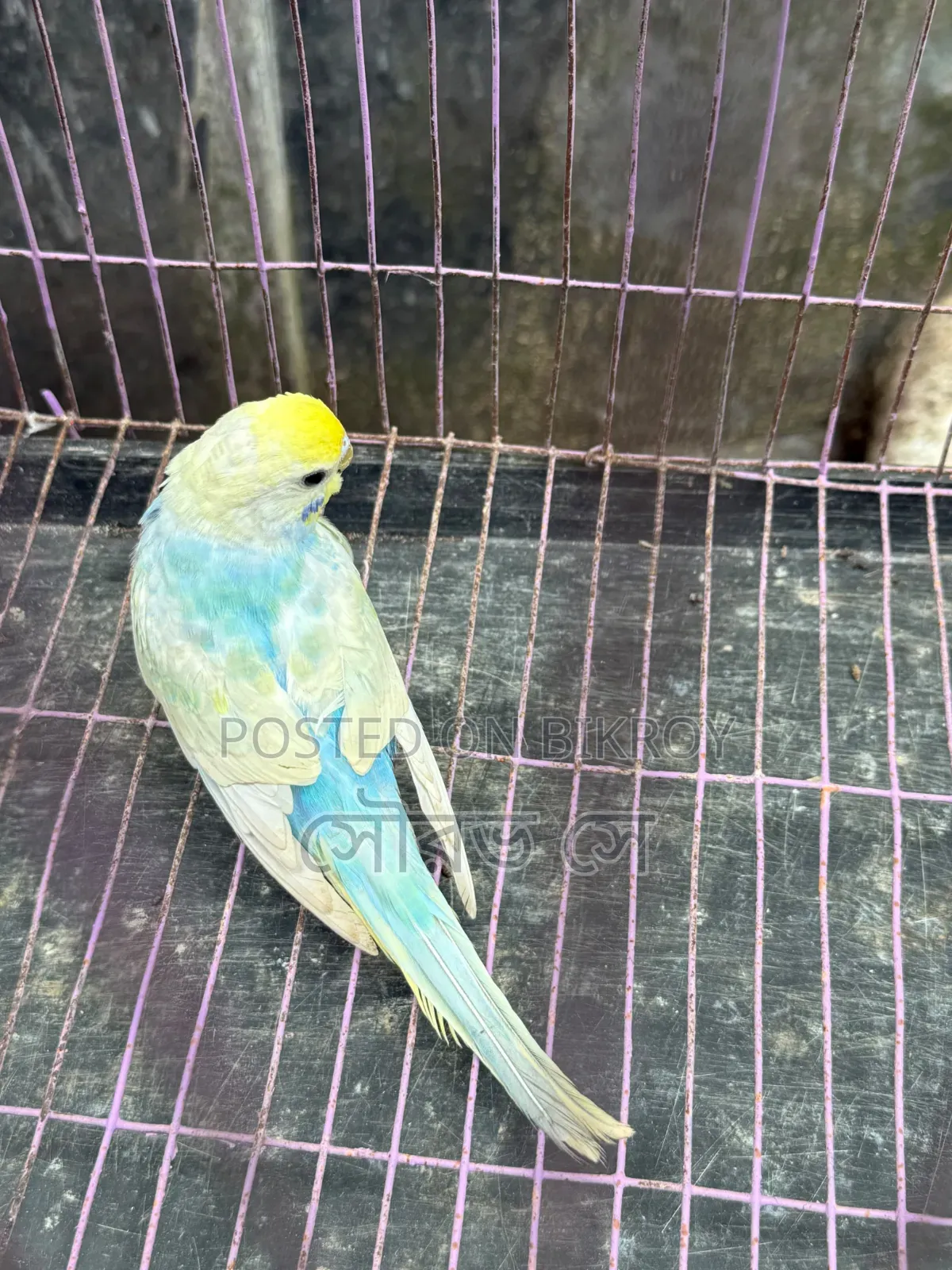 বাজরিগার পাখি