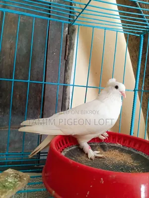 একজোড়া রানিং ইন্ডিয়ান কাগজি মাদি কবুতর