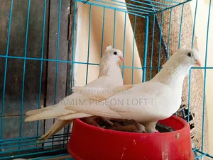একজোড়া রানিং ইন্ডিয়ান কাগজি মাদি কবুতর