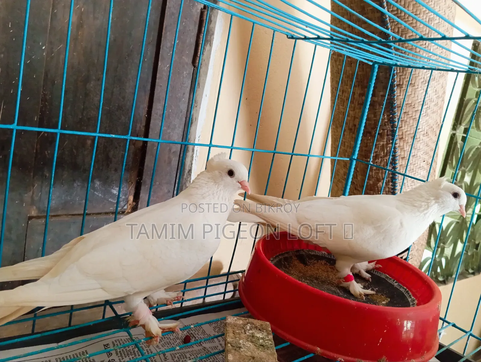 একজোড়া রানিং ইন্ডিয়ান কাগজি মাদি কবুতর