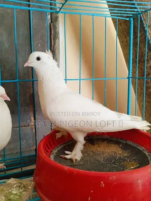 একজোড়া রানিং ইন্ডিয়ান কাগজি মাদি কবুতর