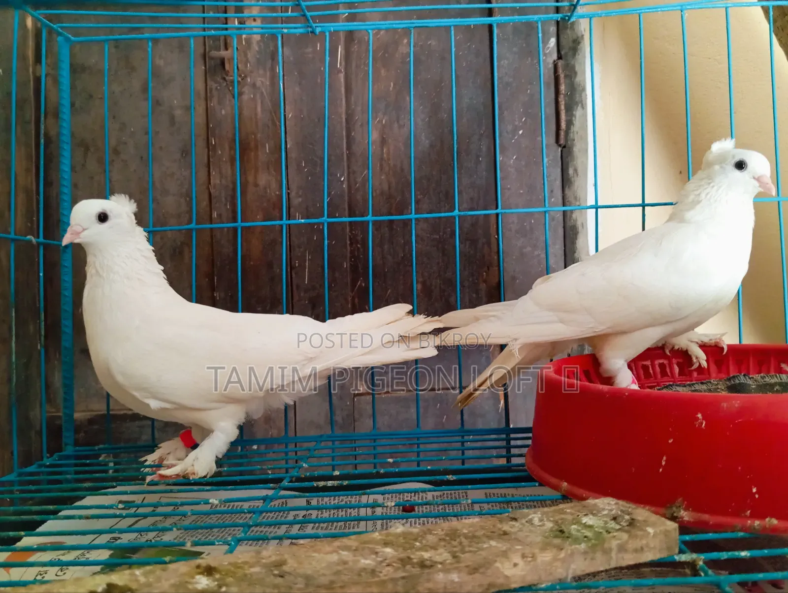 একজোড়া রানিং ইন্ডিয়ান কাগজি মাদি কবুতর