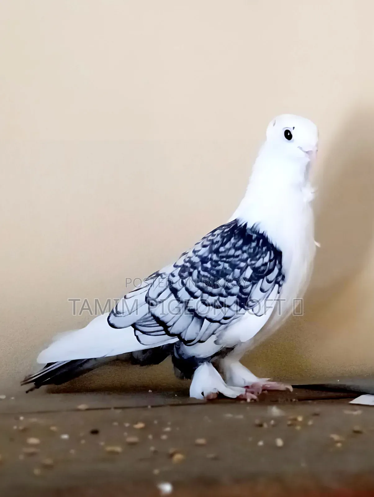 রানিং সার্টিন নর কবুতর