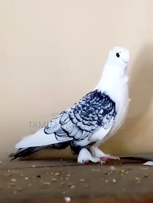 রানিং সার্টিন নর কবুতর