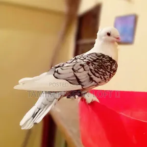 রানিং সার্টিন নর কবুতর