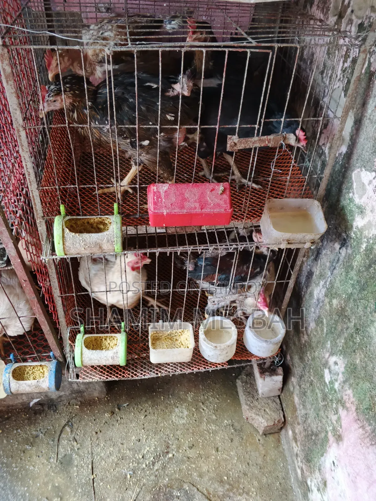 কিছু মুরগির খাচা, কোয়েল পাখির খাচা, কবুতরের খোপ কম দামে সেল করা হবে।