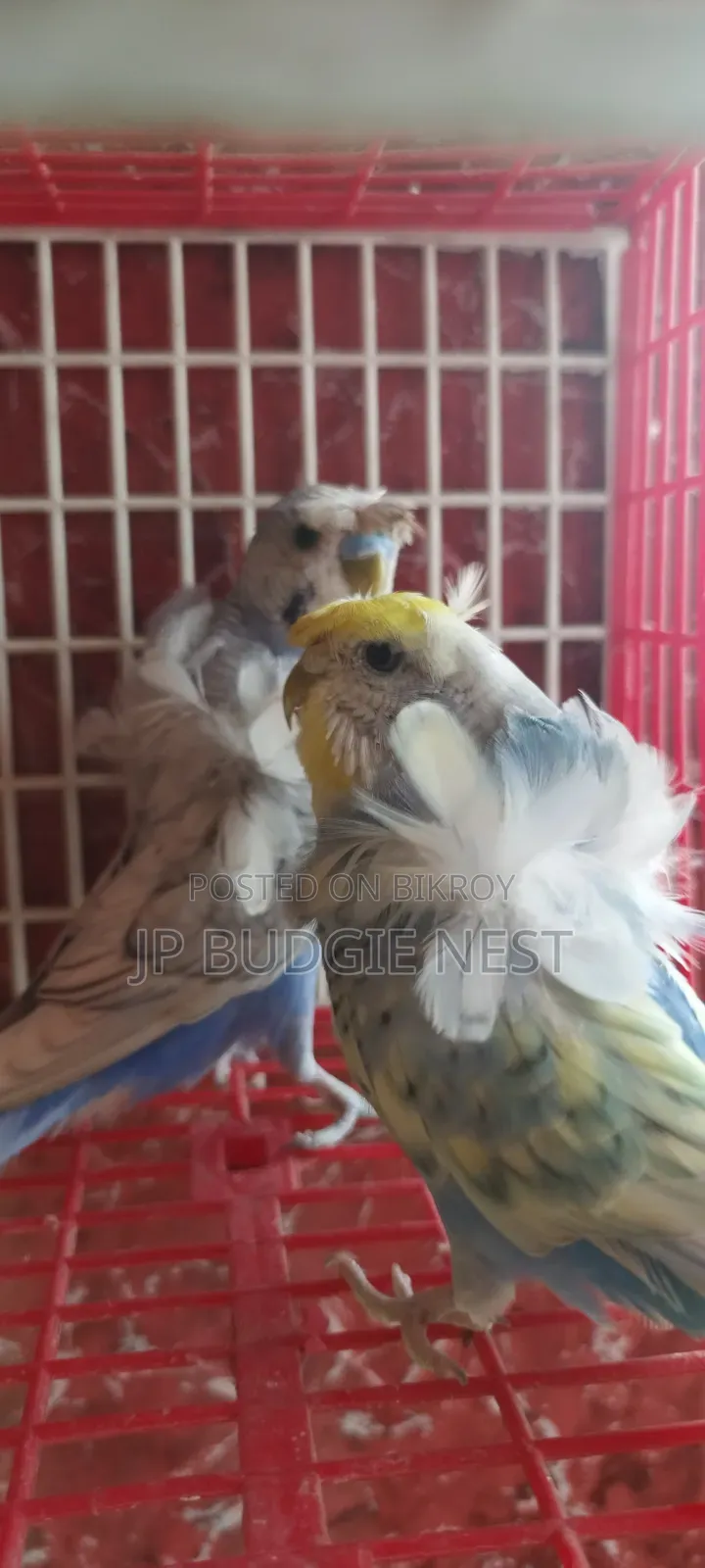 জেপি বাজরিগার