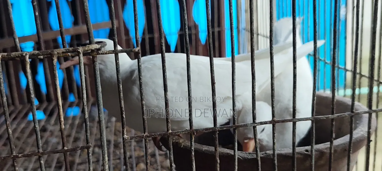 অস্ট্রেলিয়ান ঘুঘু