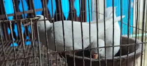 অস্ট্রেলিয়ান ঘুঘু