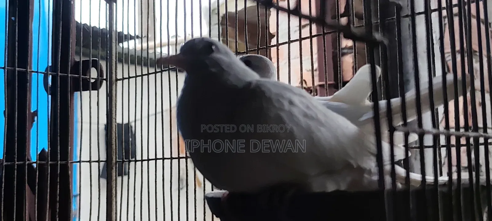 অস্ট্রেলিয়ান ঘুঘু