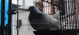 অস্ট্রেলিয়ান ঘুঘু