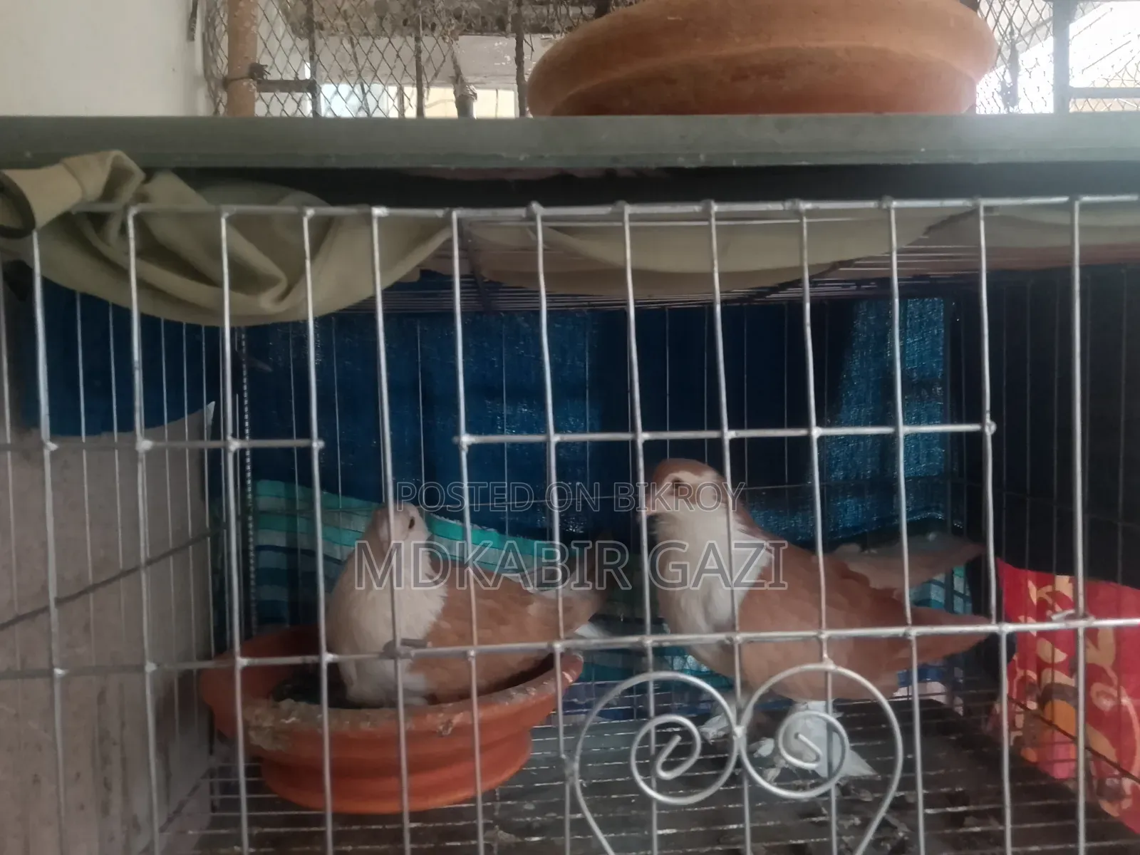 Siraji Pigeon Running Pair