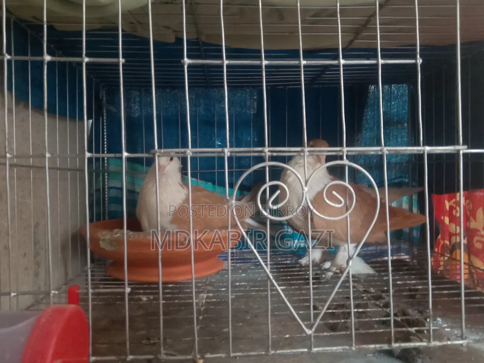 Siraji Pigeon Running Pair