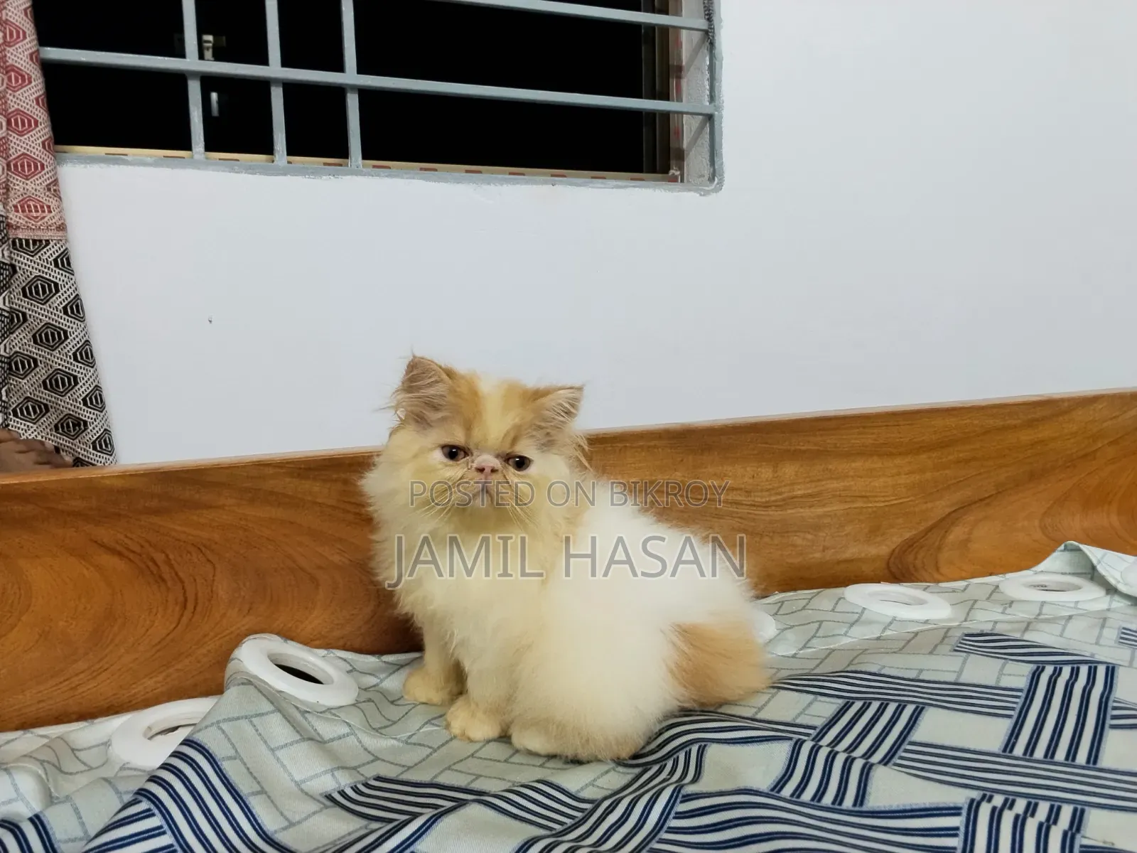 ১-৩ মাস বয়সী পুরুষ খাঁটি জাতের এক্সোটিক