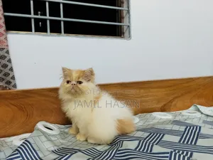 ১-৩ মাস বয়সী পুরুষ খাঁটি জাতের এক্সোটিক