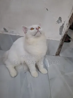 ৩-৬ মাসের পুরুষ খাঁটি পার্সিয়ান বিড়ালছানা