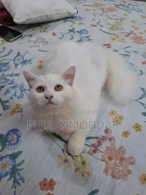 ৩-৬ মাসের পুরুষ খাঁটি পার্সিয়ান বিড়ালছানা