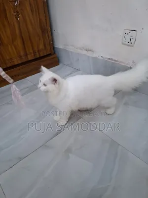 ৩-৬ মাসের পুরুষ খাঁটি পার্সিয়ান বিড়ালছানা