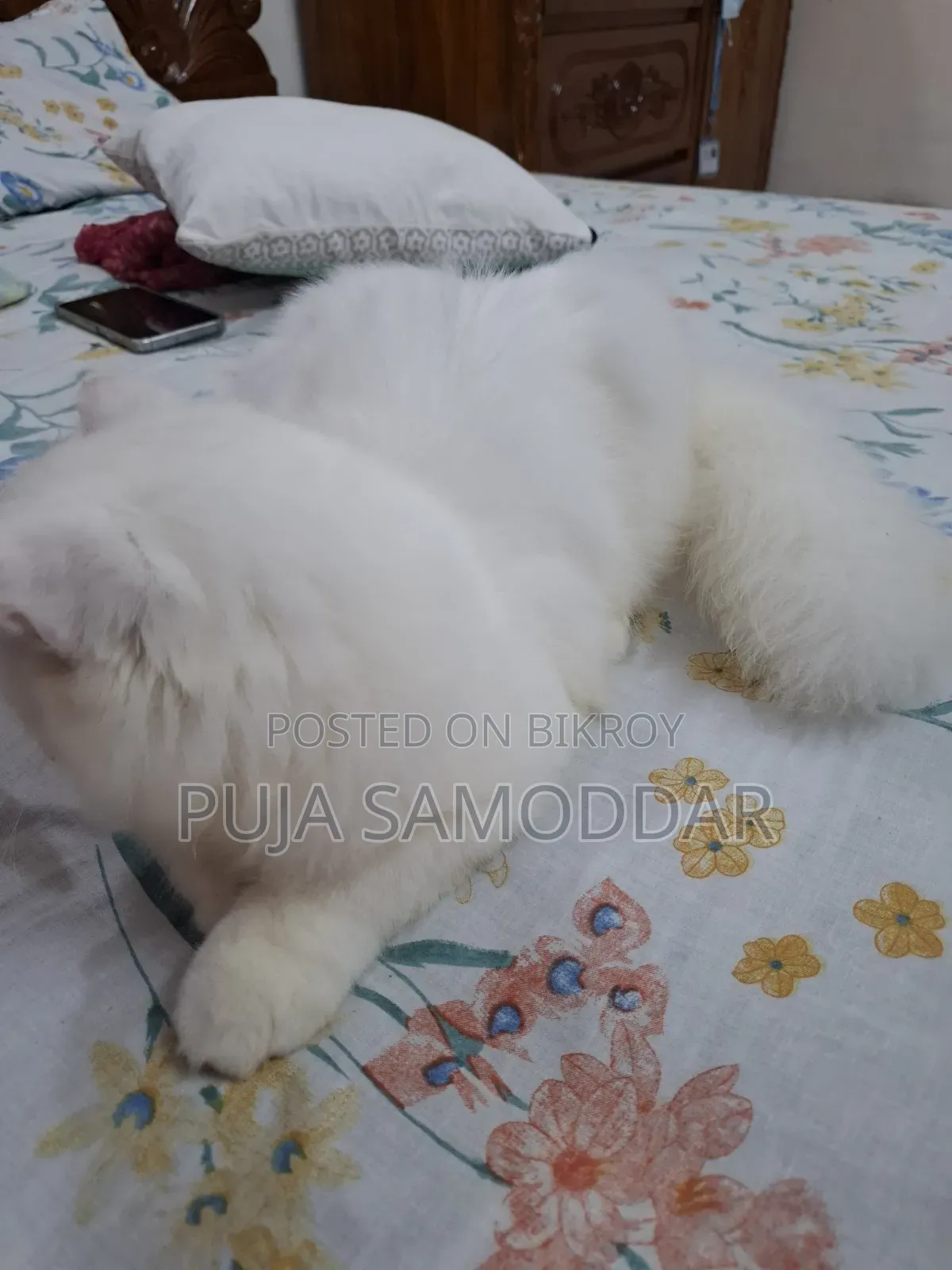 ৩-৬ মাসের পুরুষ খাঁটি পার্সিয়ান বিড়ালছানা